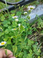 Erigeron annuus