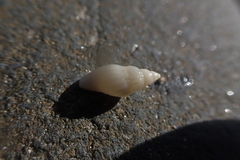 Guraleus