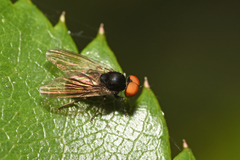 Platypezinae