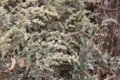 Atriplex nummularia nummularia