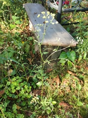 Torilis japonica