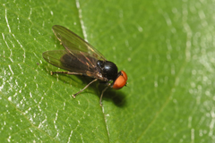 Platypezinae
