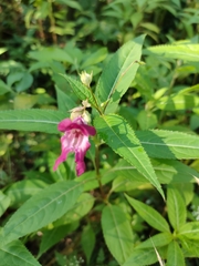 Impatiens glandulifera