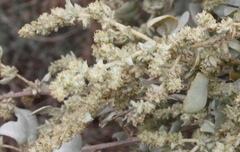 Atriplex nummularia nummularia