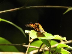 Odina decorata