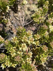 Baccharis buxifolia