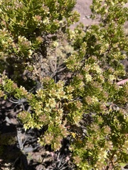 Baccharis buxifolia