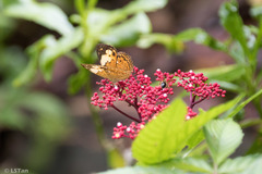 Cupha erymanthis lotis