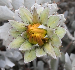 Berkheya cuneata