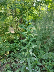 Solidago × niederederi