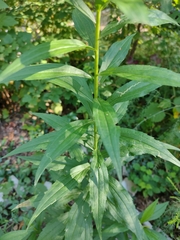 Solidago × niederederi