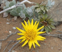 Berkheya cuneata