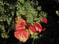 Erythrophysa alata