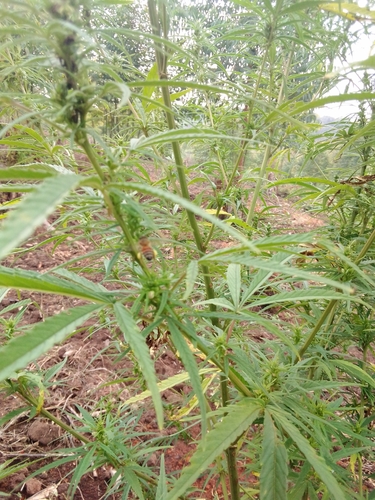 Cannabis sativa subsp. sativa image