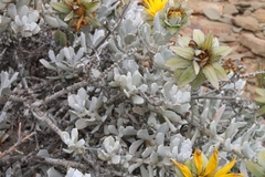 Berkheya cuneata