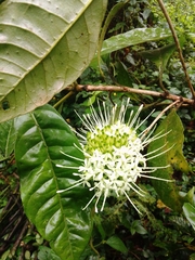 Ixoroideae