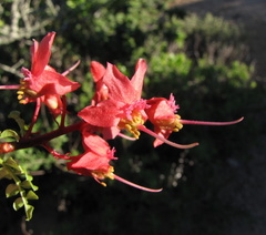 Erythrophysa alata