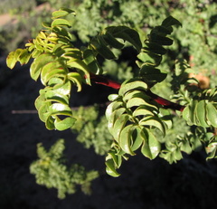 Erythrophysa alata
