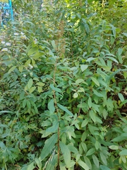 Spiraea
