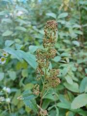 Spiraea