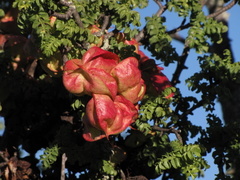 Erythrophysa alata