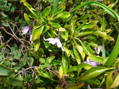 Solanum guineense