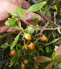 Solanum guineense