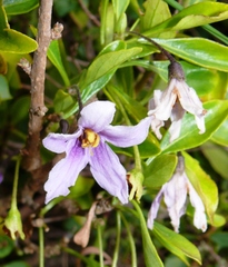 Solanum guineense