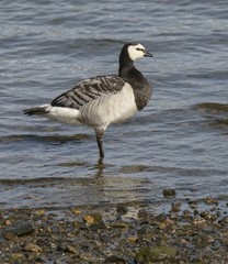 Branta leucopsis