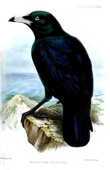 White-Billed Crow photo 2