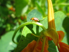 Calotheca