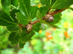 Calotheca