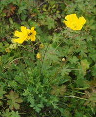 Papaver croceum