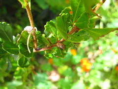 Calotheca