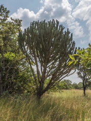 Euphorbia candelabrum