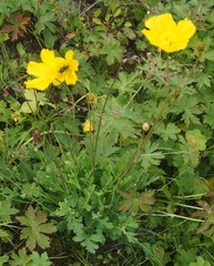 Papaver croceum