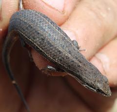 Trachylepis variegata