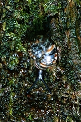 Flammulina zebra