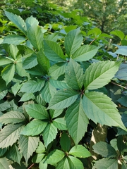 Parthenocissus inserta