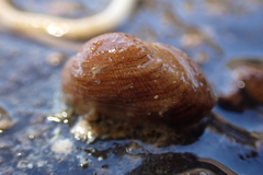 Acar squamosa
