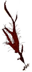 Calliblepharis ciliata