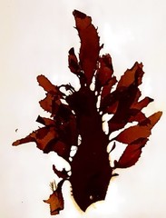 Calliblepharis ciliata