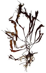 Calliblepharis jubata