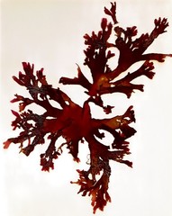 Metacallophyllis laciniata