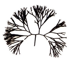 Furcellaria lumbricalis