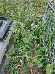 Erigeron annuus