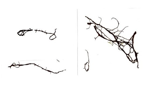 Helminthocladia calvadosii