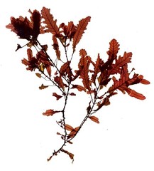 Phycodrys rubens
