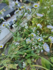 Erigeron annuus