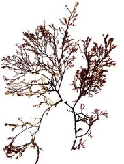 Sphaerococcus coronopifolius